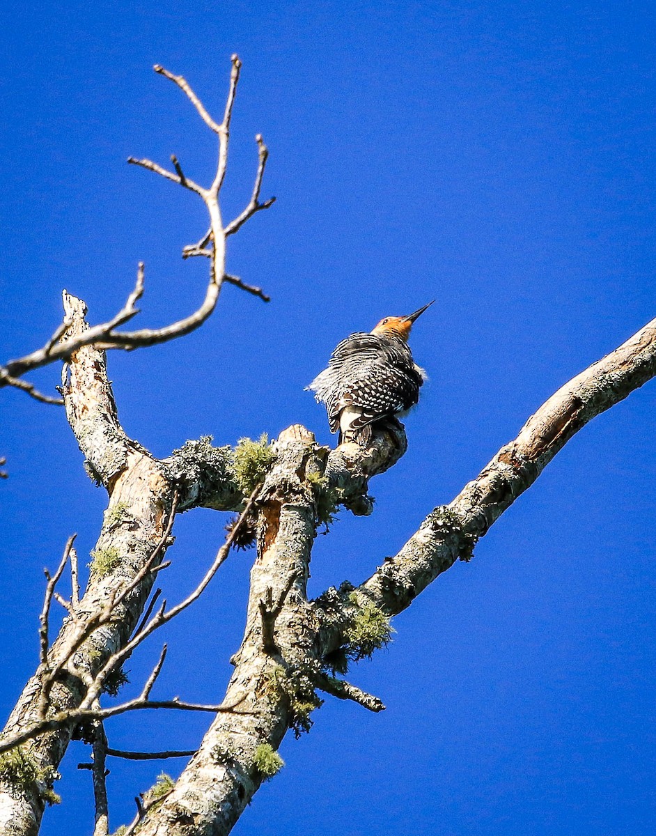 Red-bellied Woodpecker - ML105438671