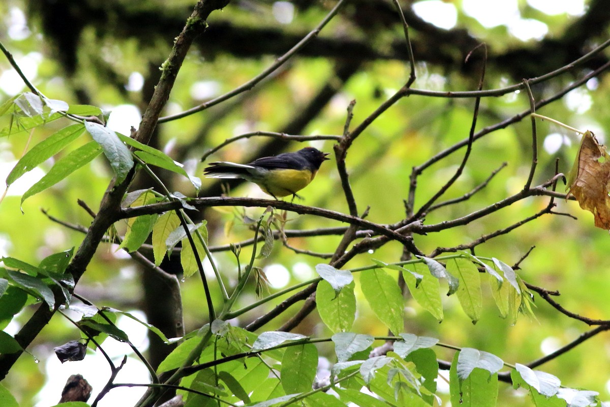 Slate-throated Redstart - ML105439241