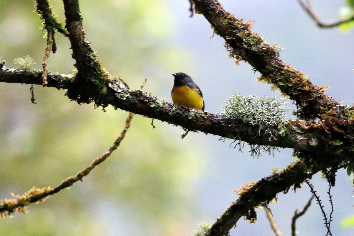 Slate-throated Redstart - ML105439251