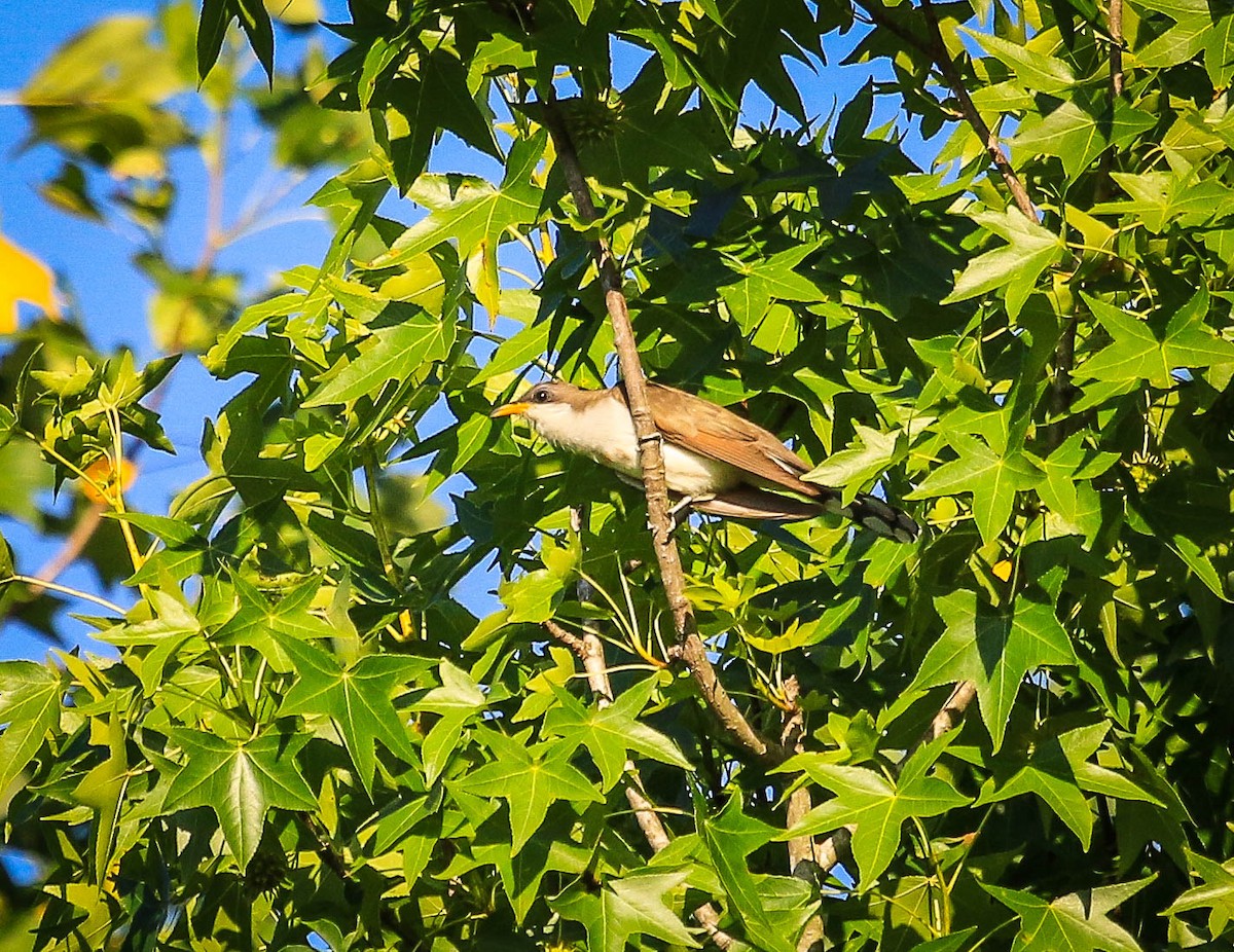 Yellow-billed Cuckoo - ML105439281