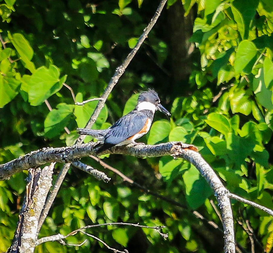 Belted Kingfisher - ML105439341