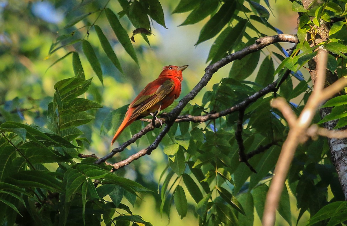 Summer Tanager - ML105439431