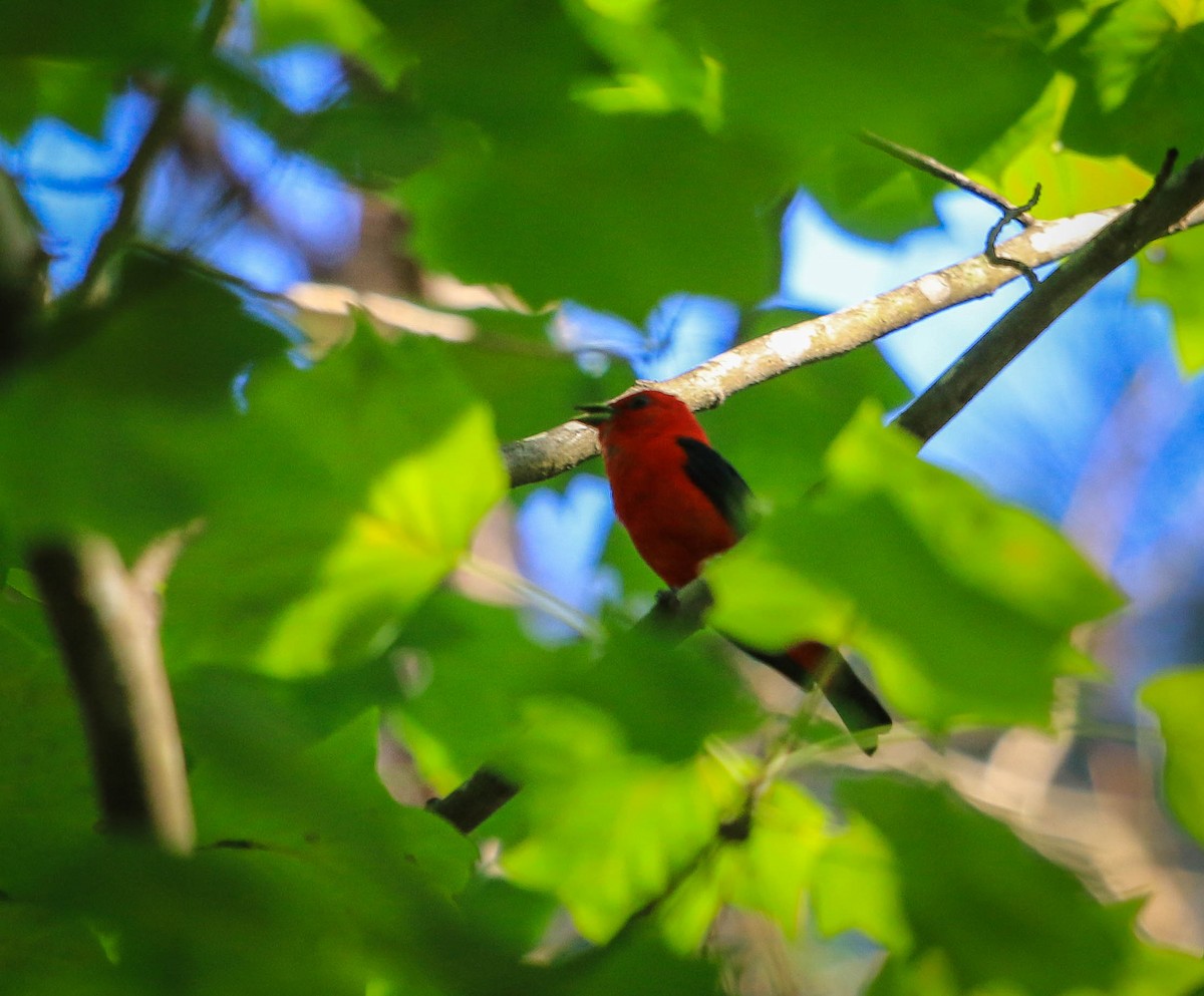 Scarlet Tanager - ML105439481