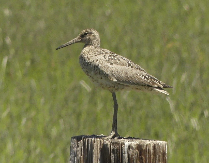 Willet (Western) - ML105439721