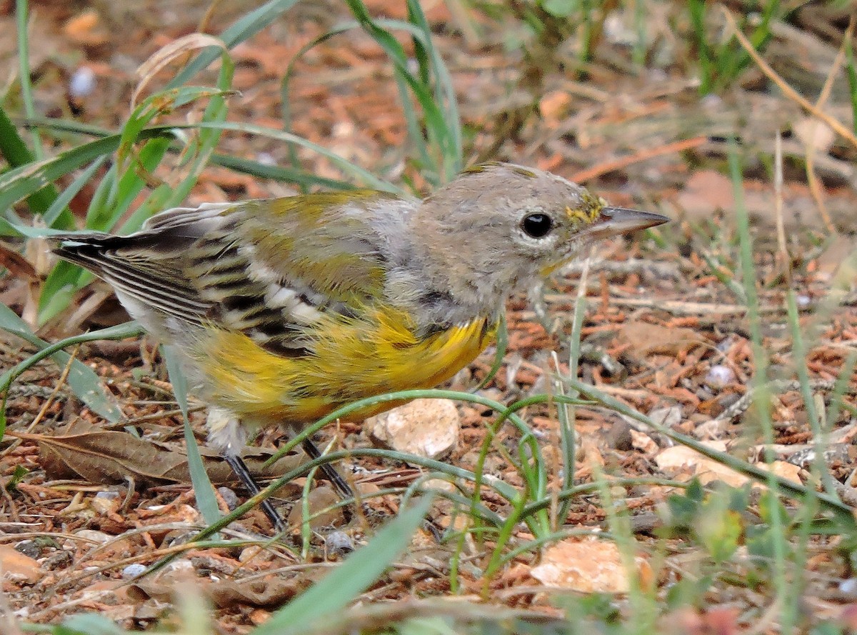 Pine Warbler - ML105440701