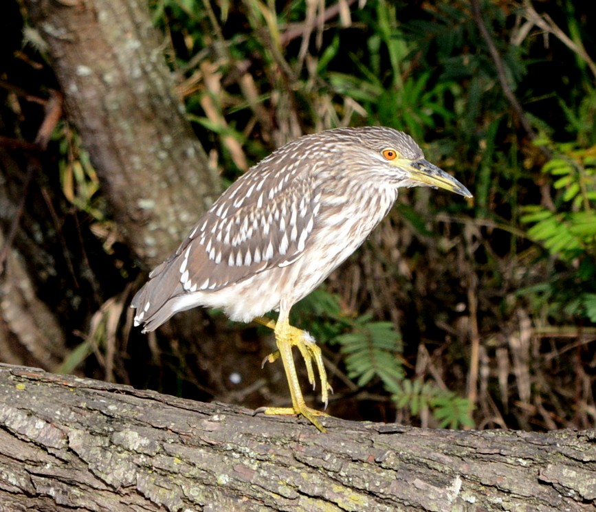 Black-crowned Night Heron - Ricardo Aguilar