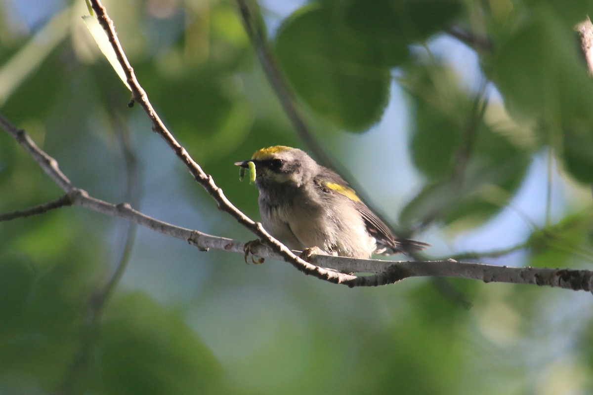 Golden-winged Warbler - James Buckingham