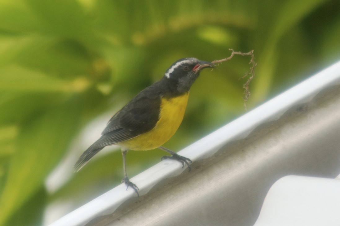 Bananaquit - ML105443011