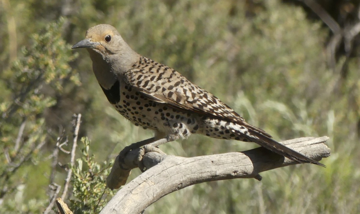 Northern Flicker - Steve and Cyndi Routledge