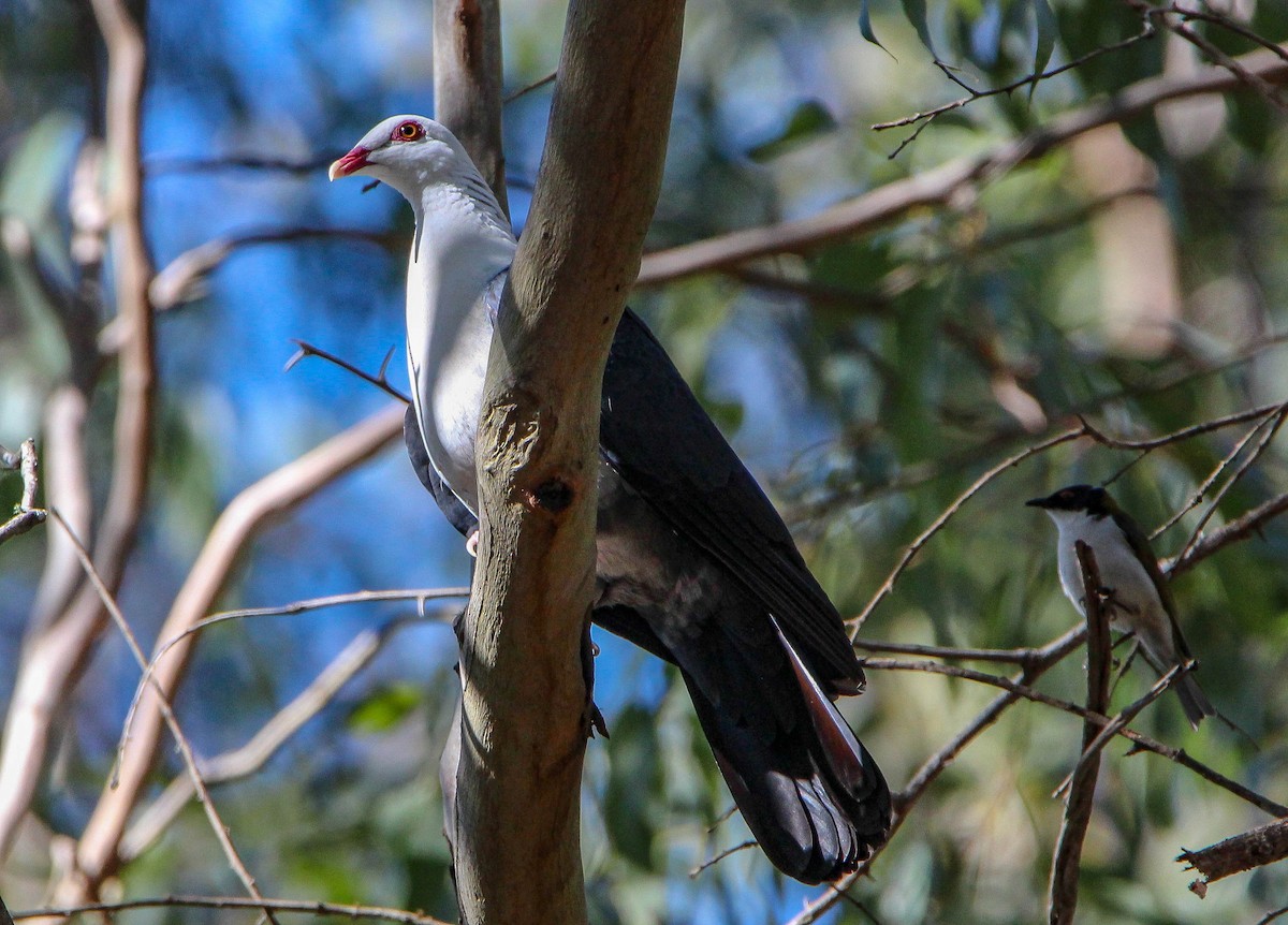 White-headed Pigeon - ML105444991