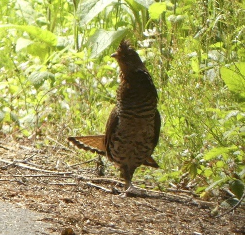 Ruffed Grouse - Steve and Cyndi Routledge