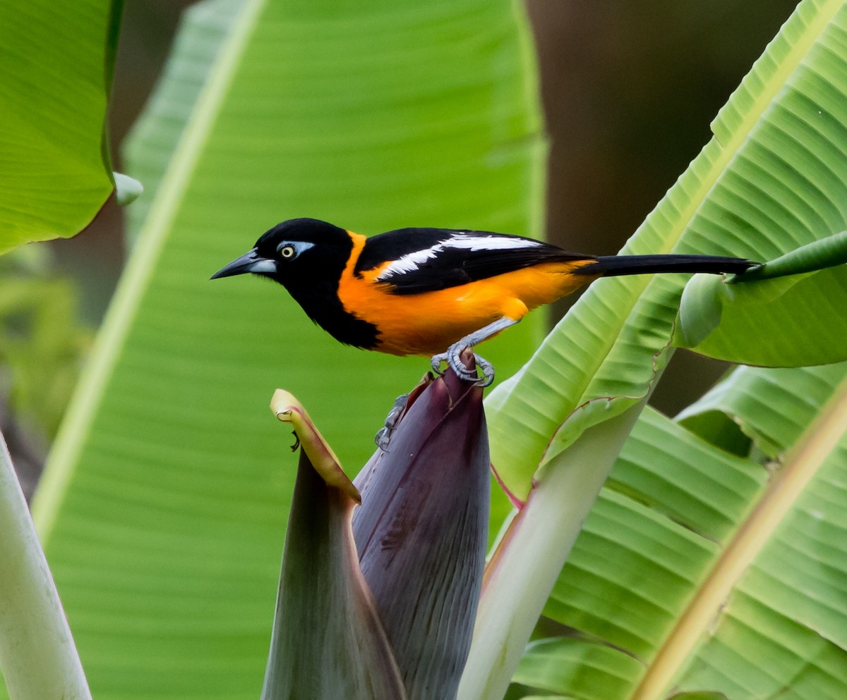 Venezuelan Troupial - ML105447011