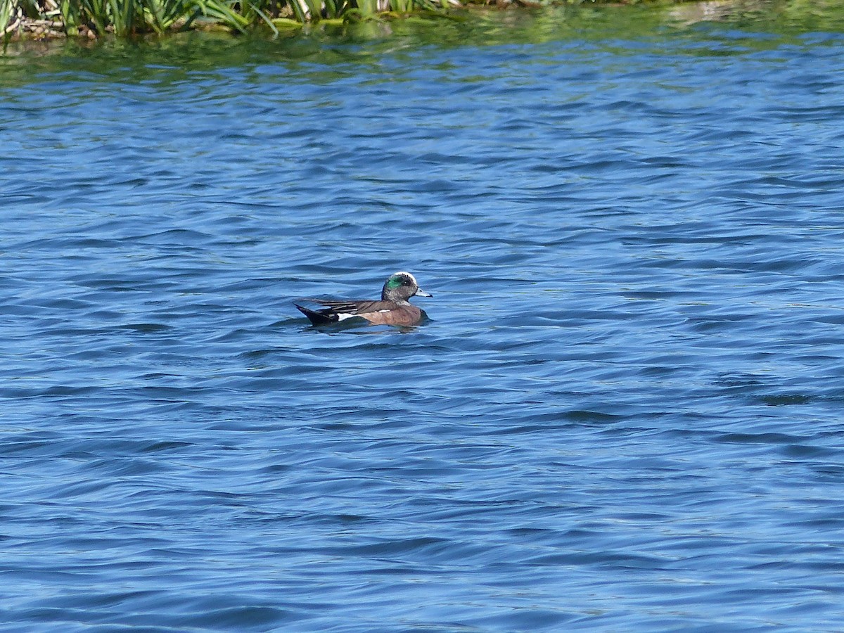 American Wigeon - ML105447141