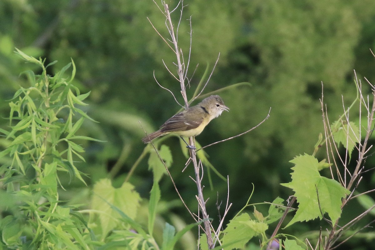 Bell's Vireo (Eastern) - ML105448291