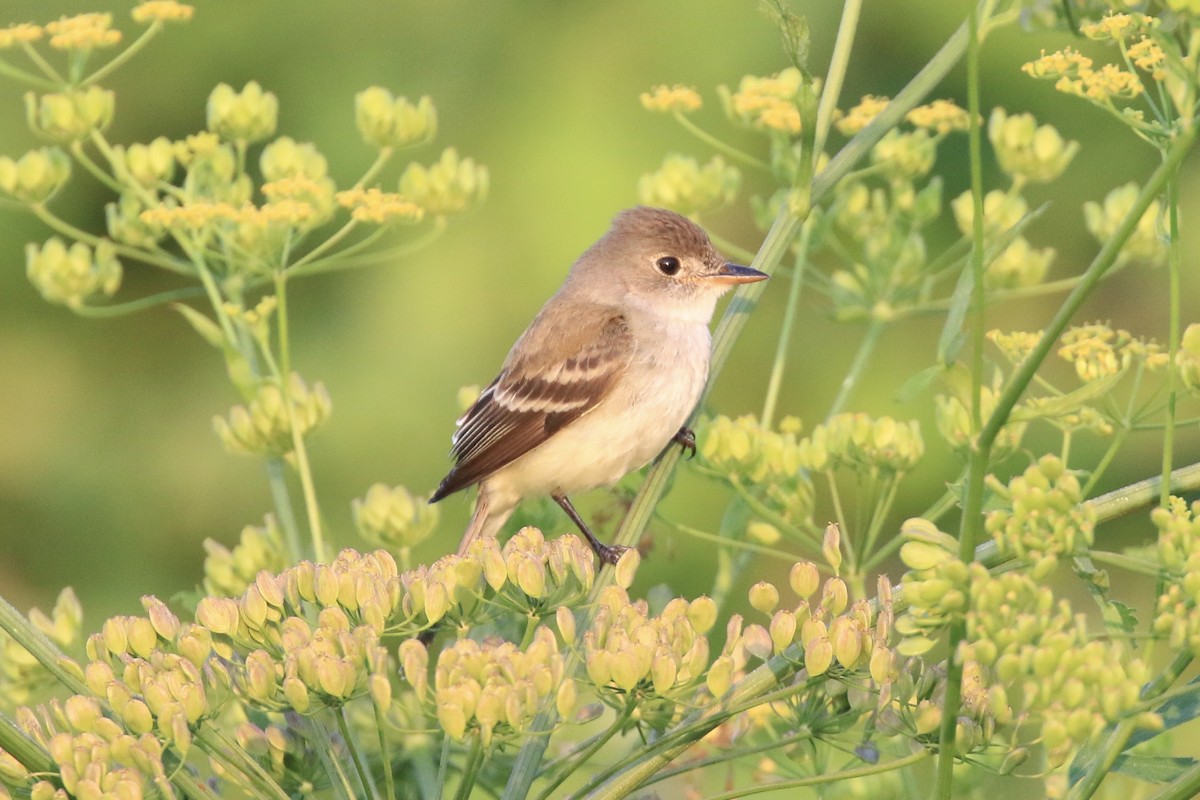 Willow Flycatcher - ML105448361