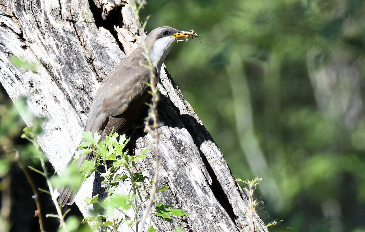 Yellow-billed Cuckoo - ML105448771