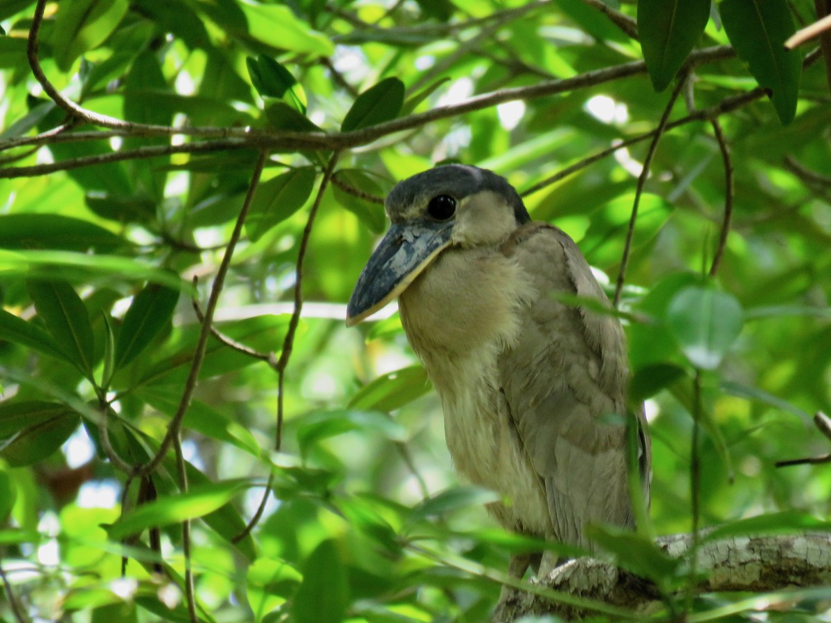 Boat-billed Heron - ML105449571