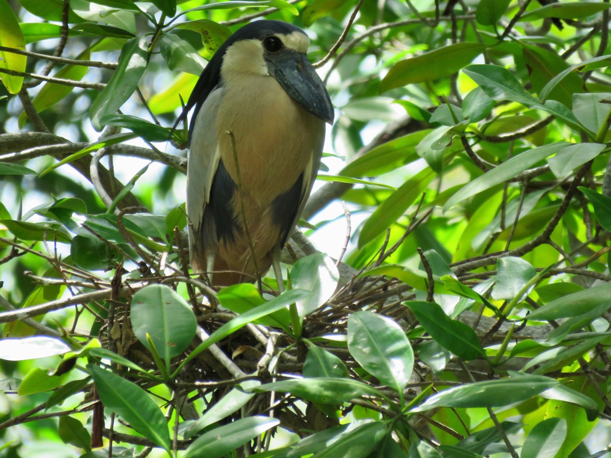 Boat-billed Heron - ML105450011