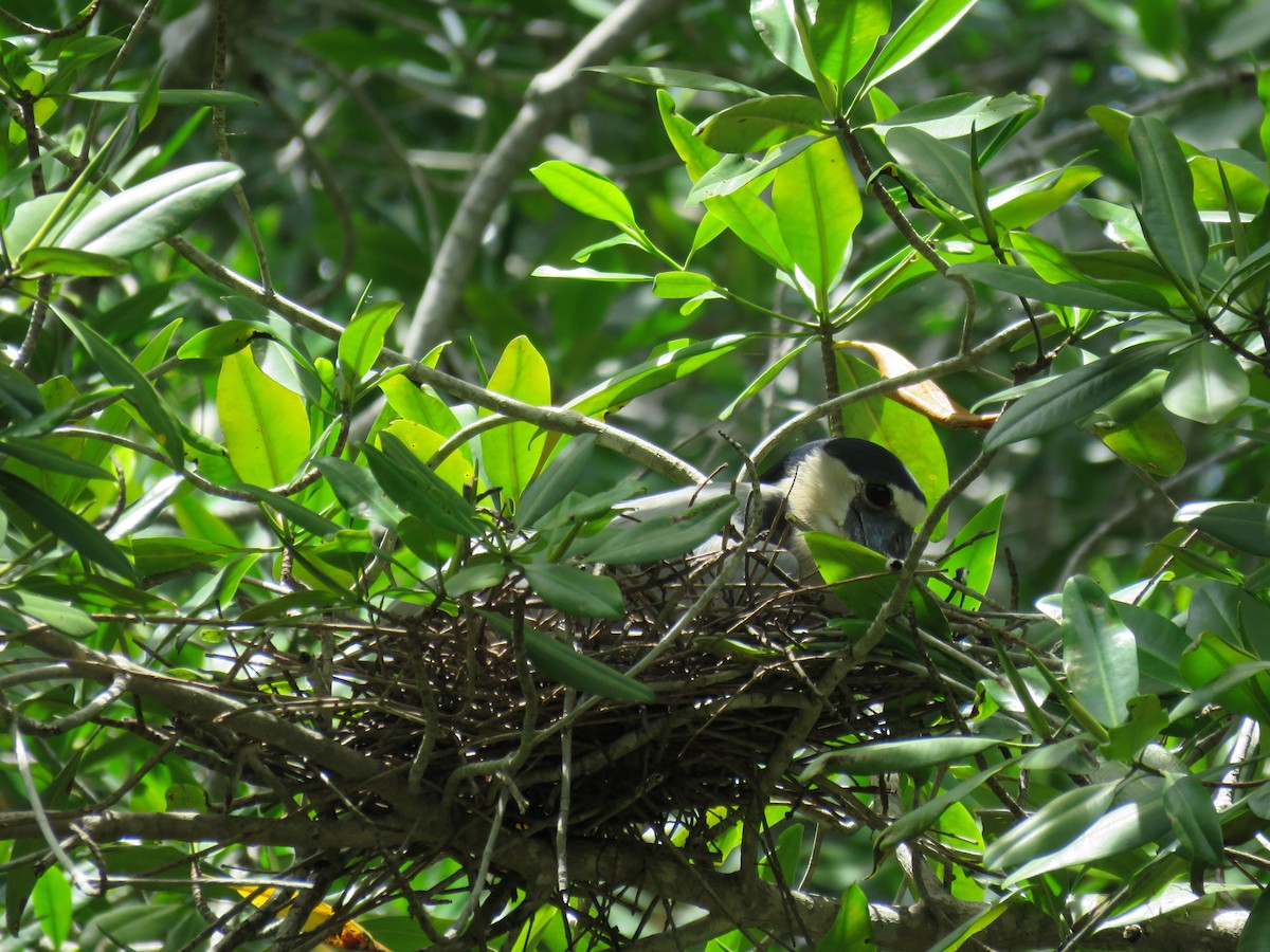 Boat-billed Heron - ML105450641