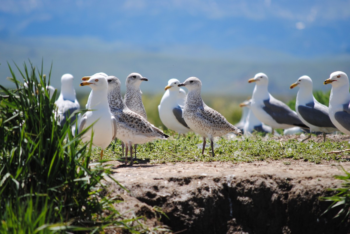 Ring-billed Gull - ML105450771