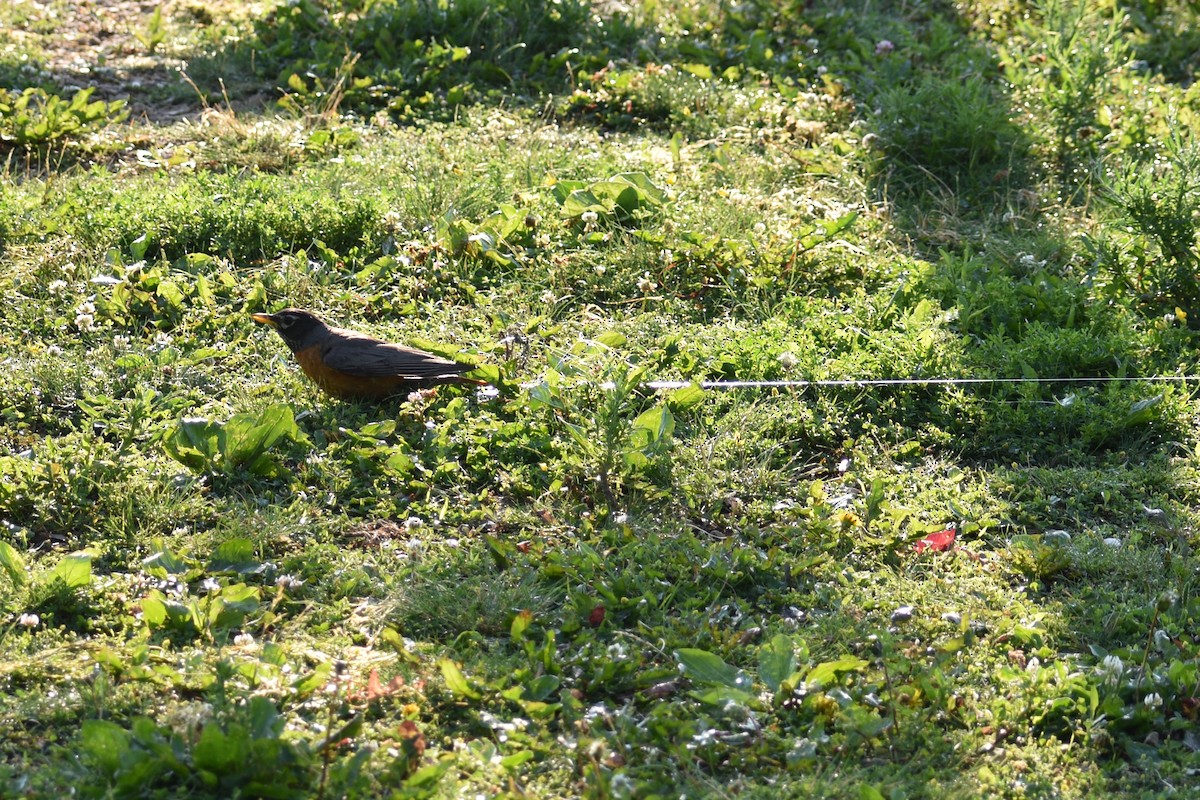 American Robin - ML105450831