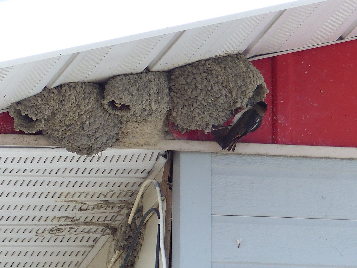 Cliff Swallow - ML105451031