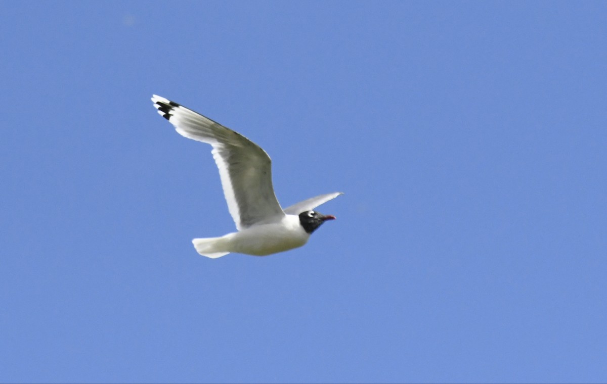 Franklin's Gull - Brent Miller