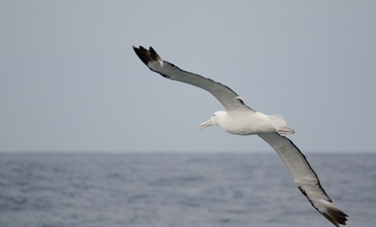 Albatros Real del Norte - ML105452491