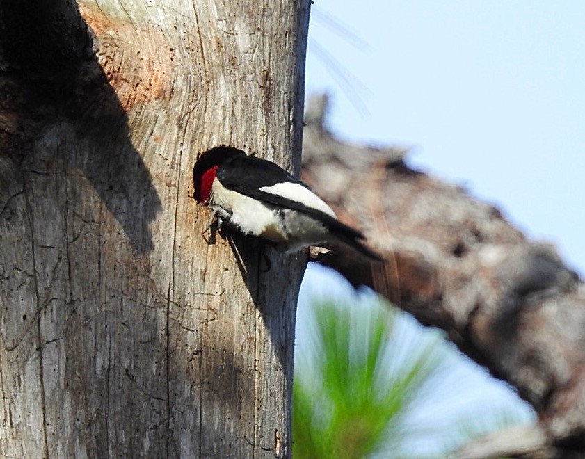 Red-headed Woodpecker - ML105452801