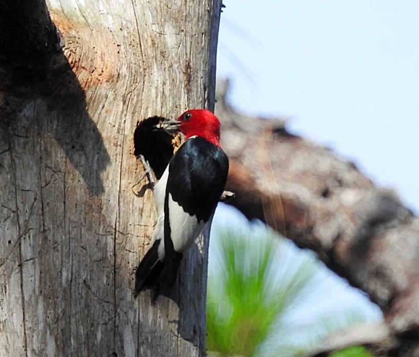 Red-headed Woodpecker - ML105452811