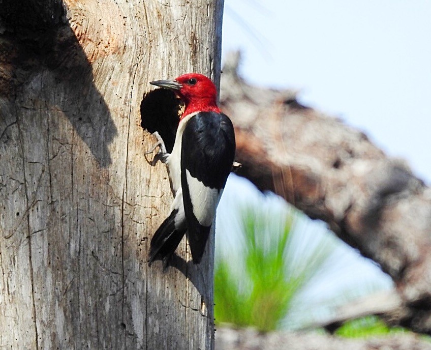 Red-headed Woodpecker - ML105452821