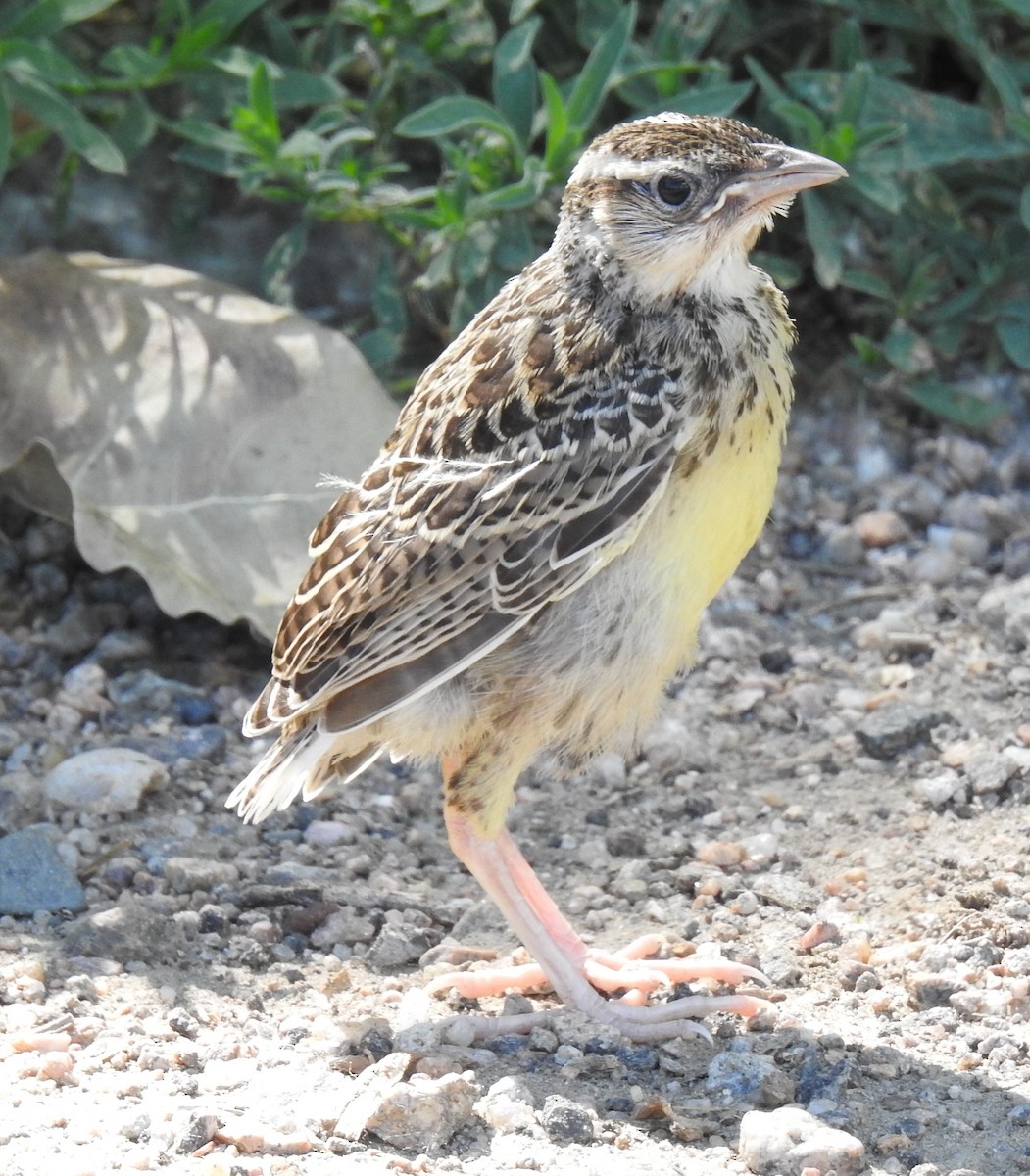 Western Meadowlark - ML105452891