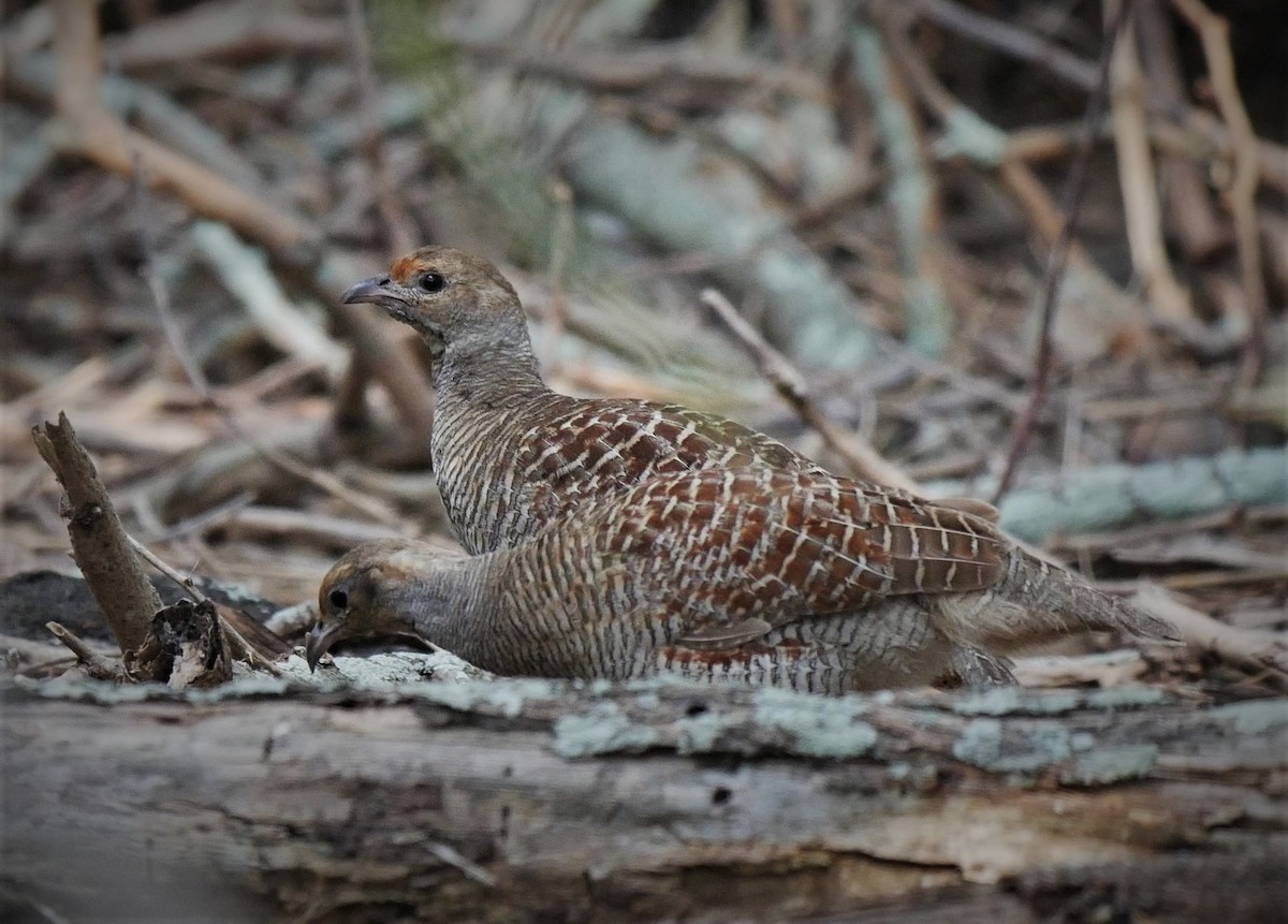 Gray Francolin - ML105453851