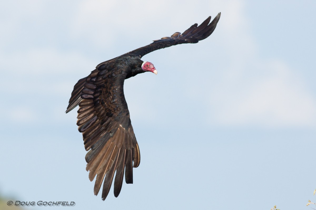 Turkey Vulture (Tropical) - ML105454941