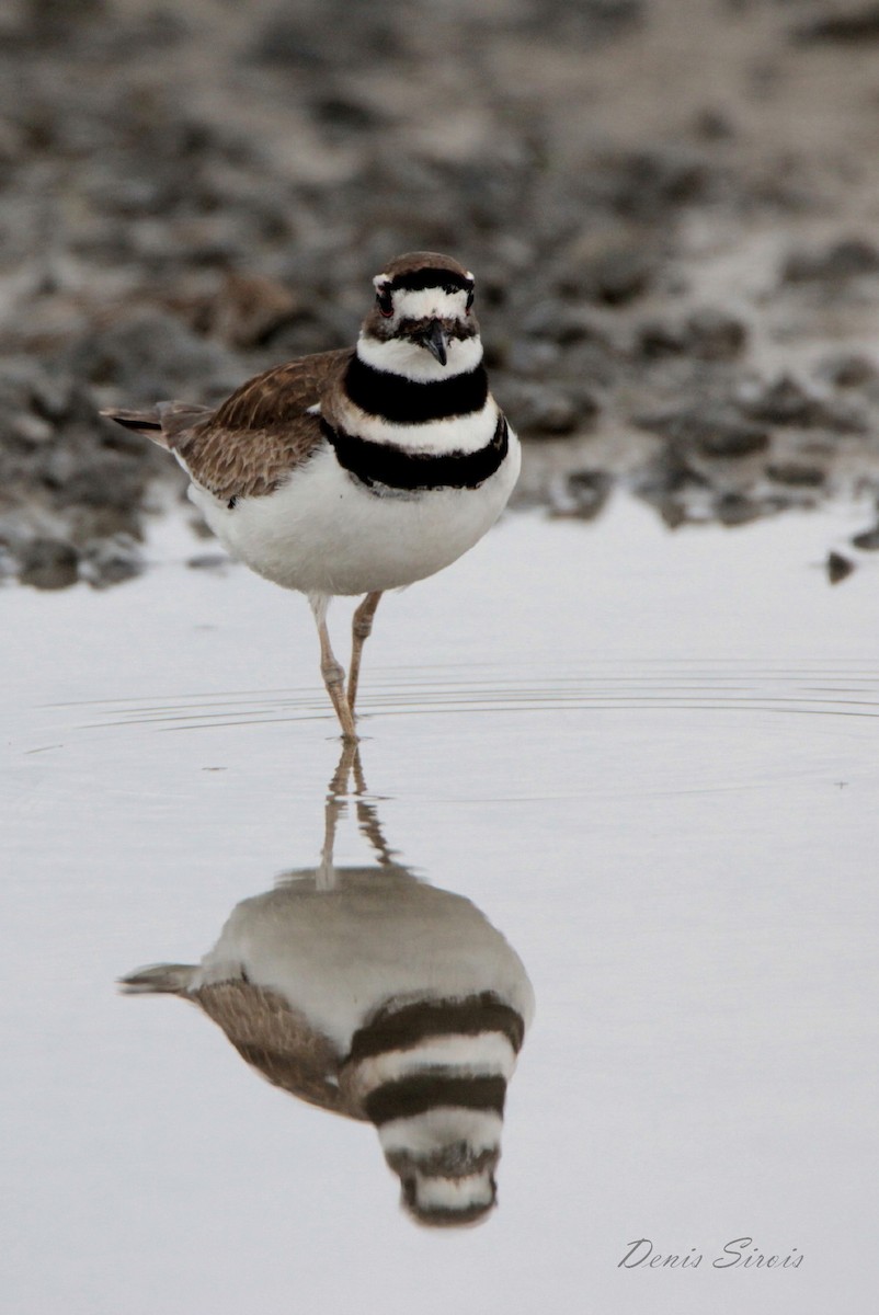 Killdeer - ML105455371