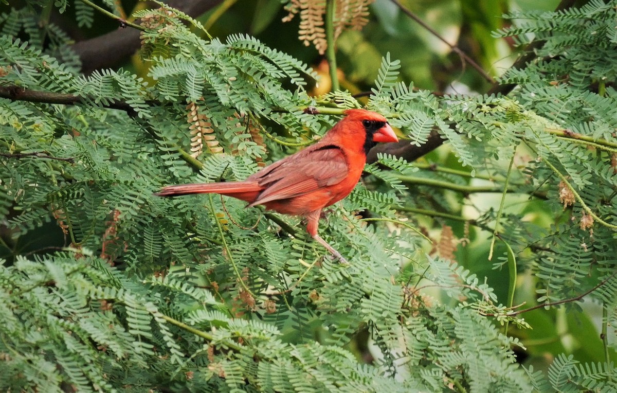 Cardinal rouge - ML105455491