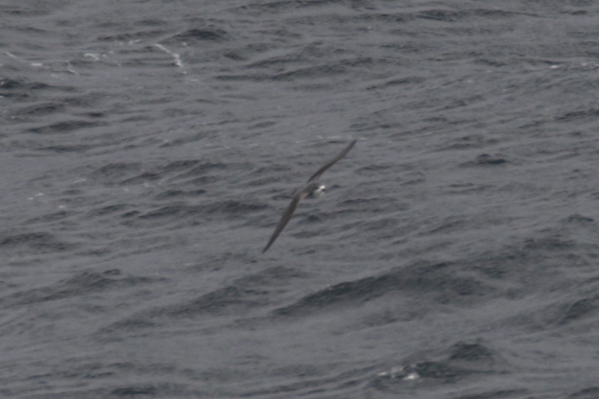 Cook's Petrel - Arnold Skei