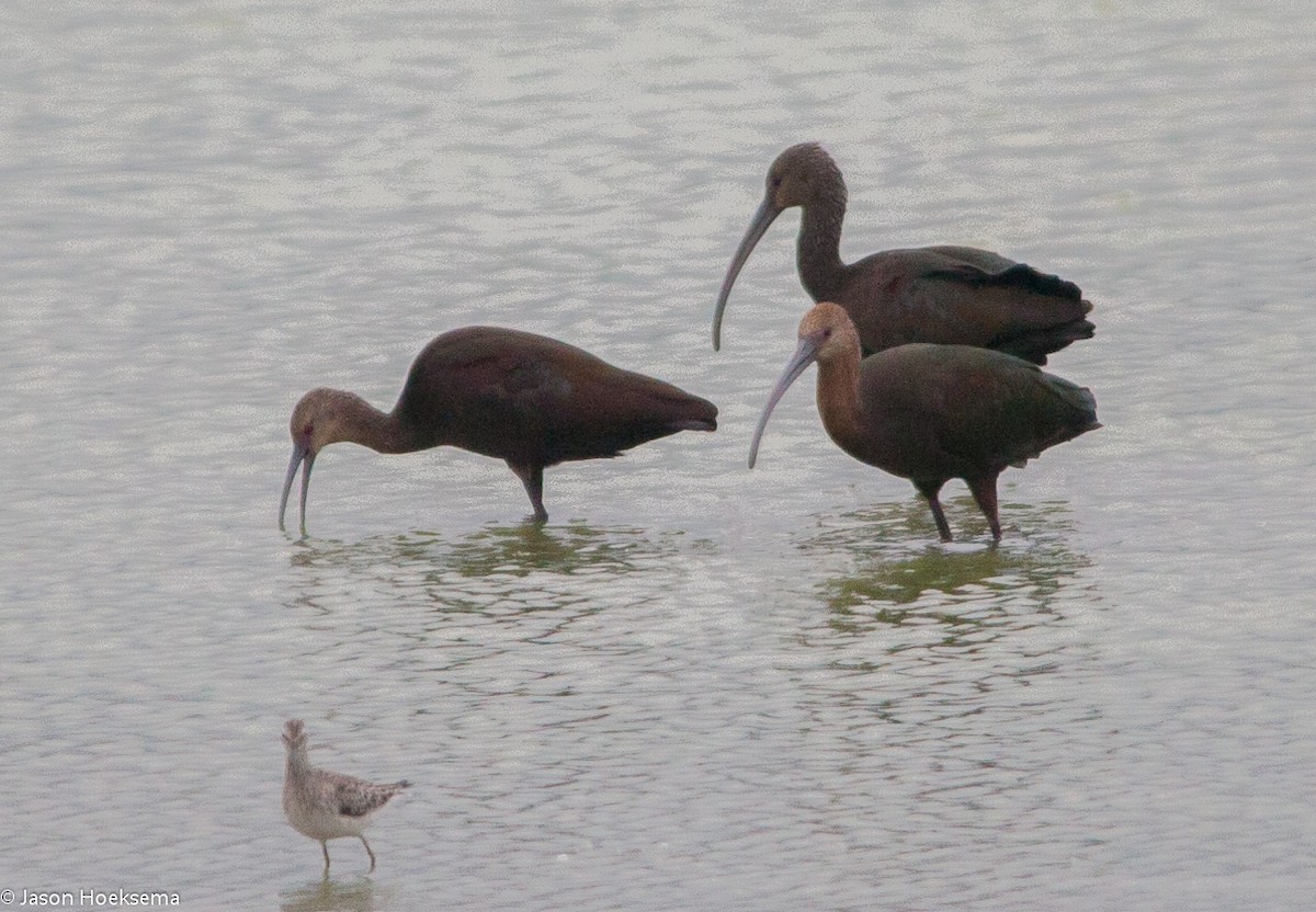 White-faced Ibis - ML105457051