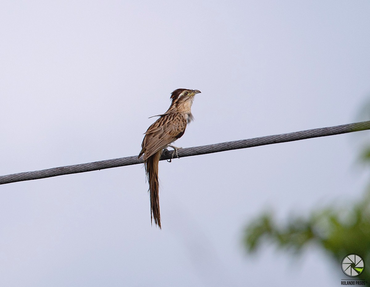 Striped Cuckoo - ML105457191