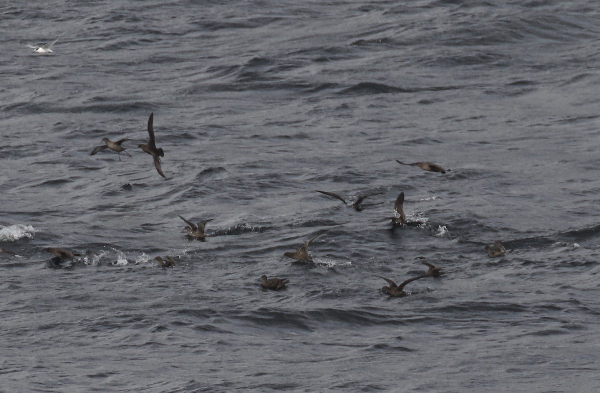 Sooty Shearwater - Arnold Skei