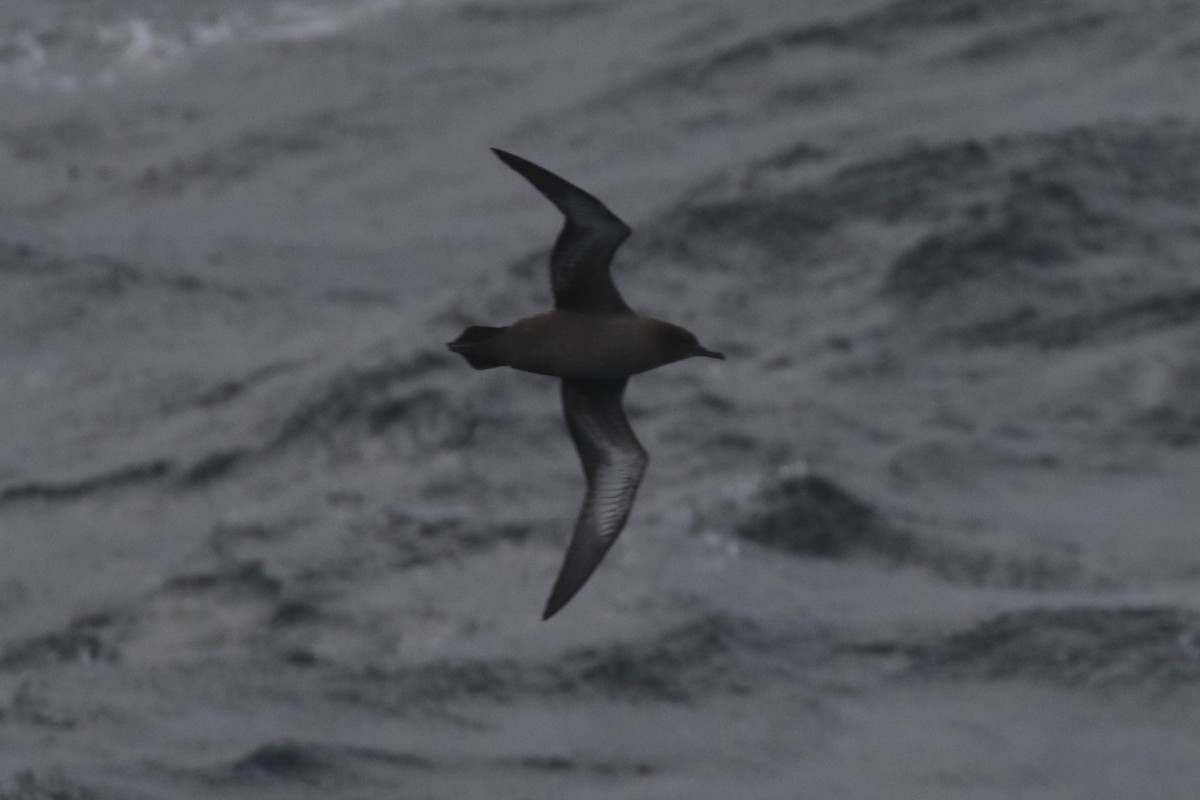 Sooty Shearwater - Arnold Skei