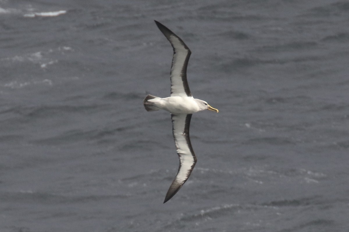 Buller's Albatross - ML105457431