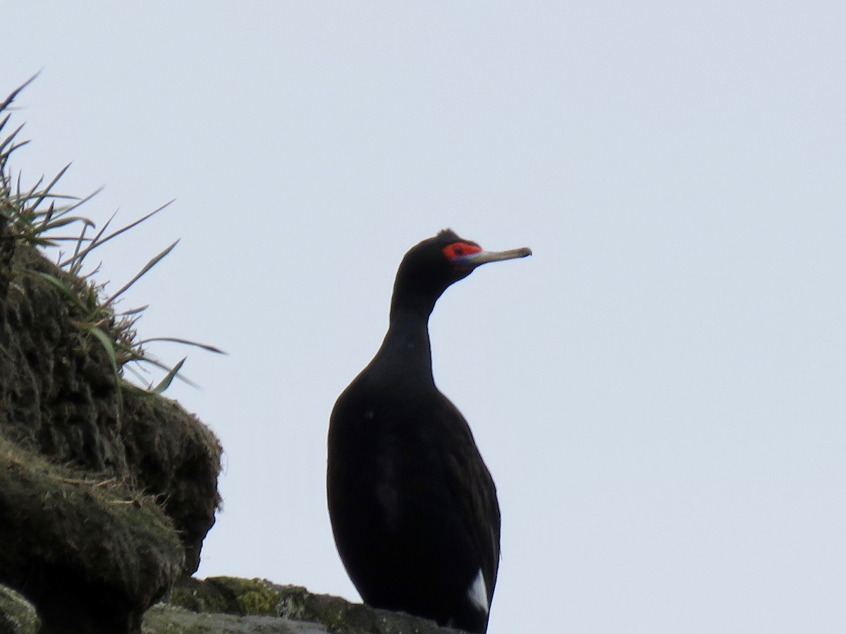 Cormoran à face rouge - ML105457731