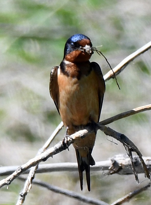 Barn Swallow - ML105459421