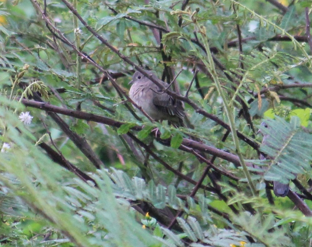 Plain-breasted Ground Dove - ML105460111