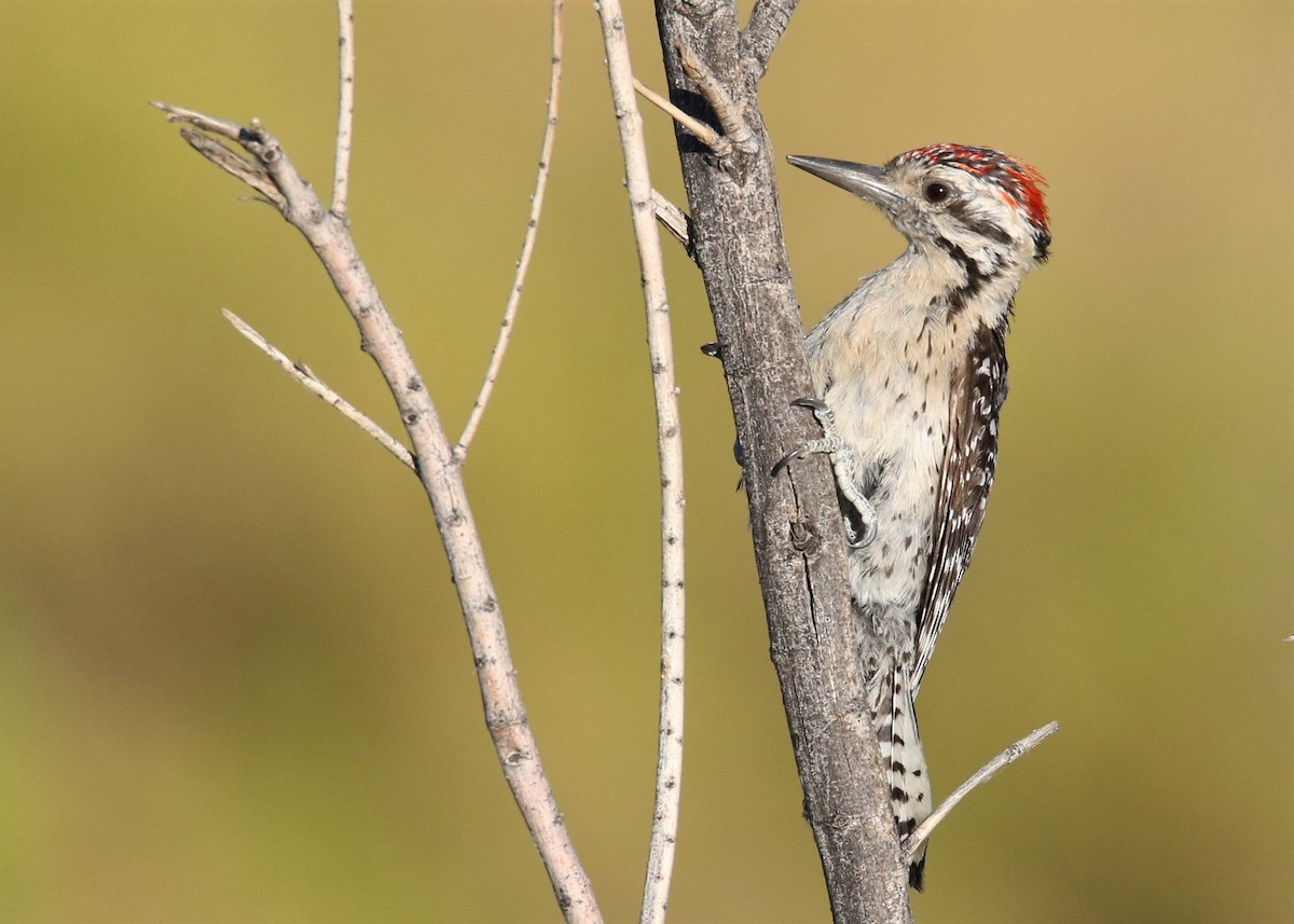 Ladder-backed Woodpecker - ML105461391