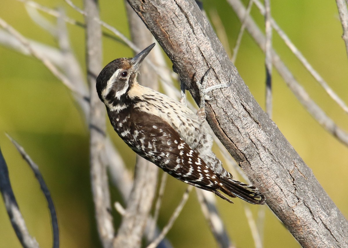 Ladder-backed Woodpecker - ML105461401