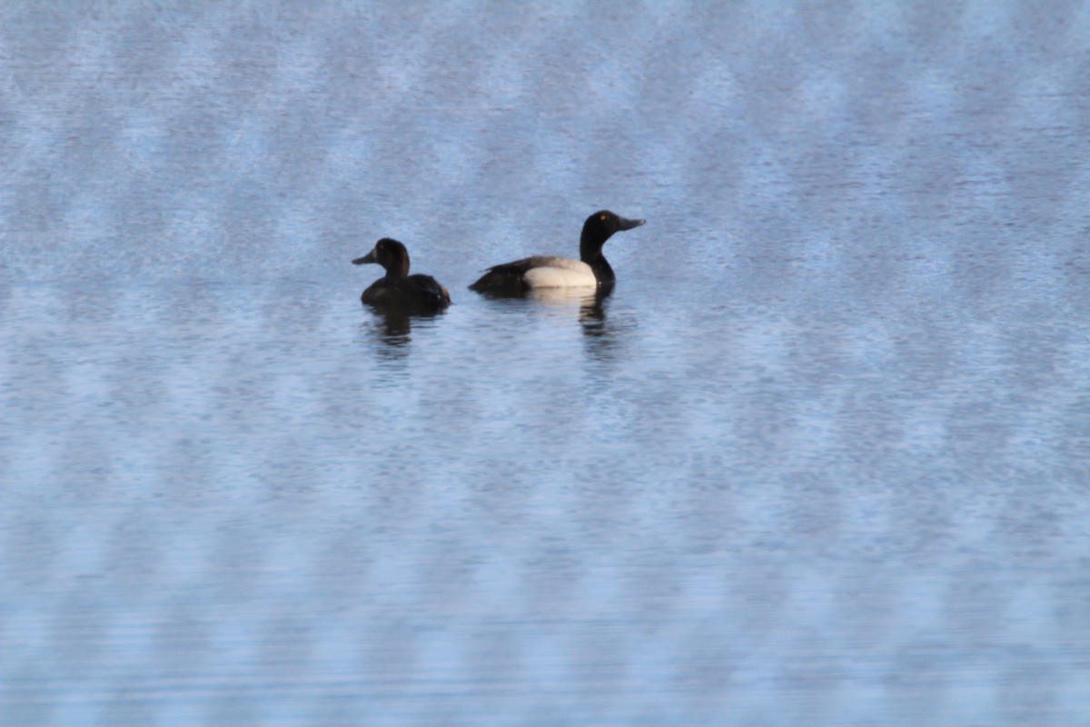 Greater Scaup - ML105462361