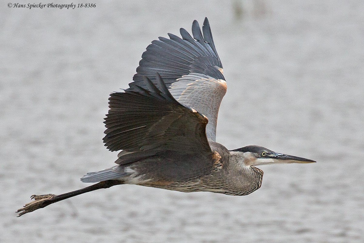 Great Blue Heron - ML105462861