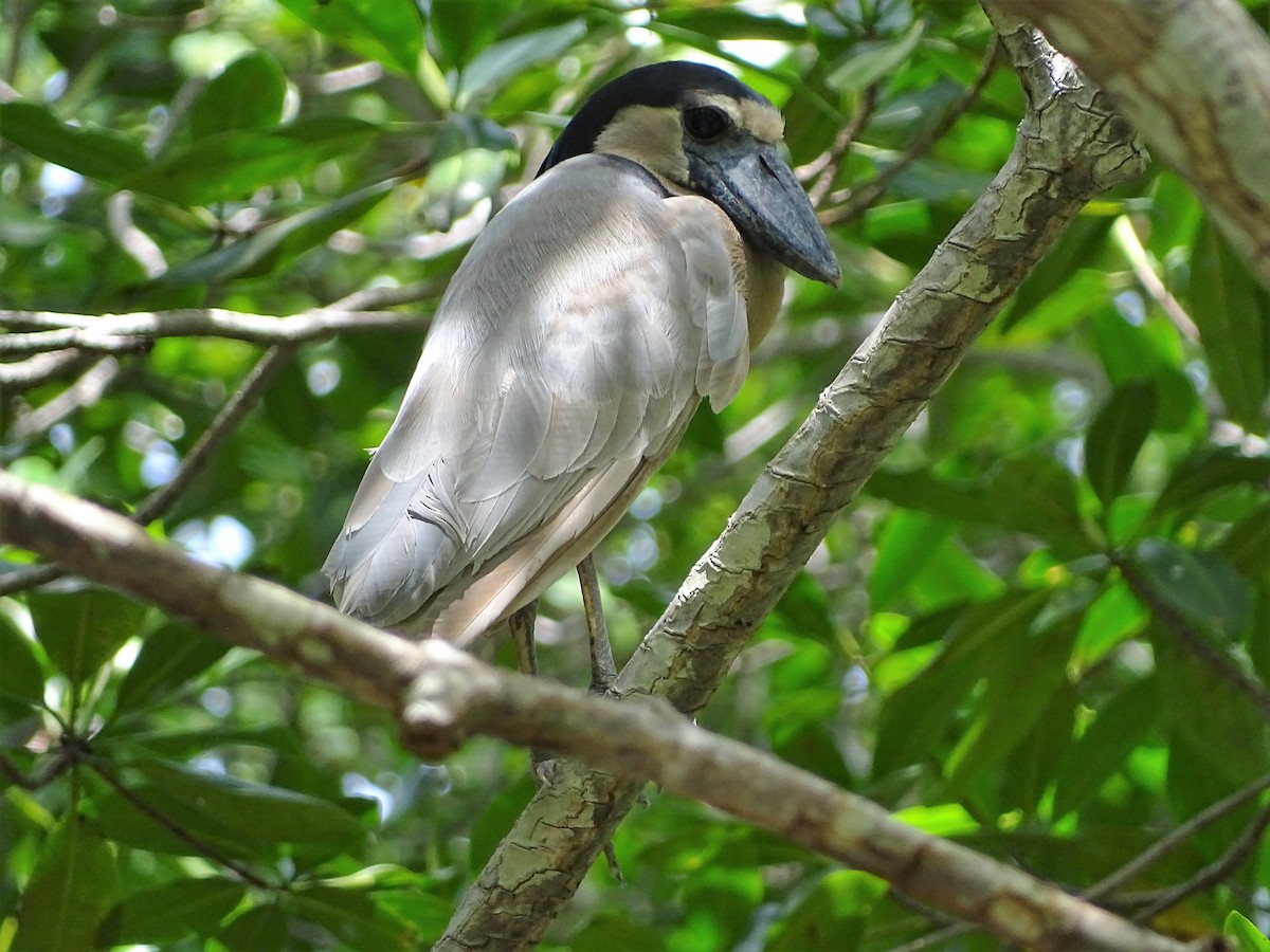 Boat-billed Heron - ML105462881